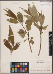 Foto von Salix fragilis L.